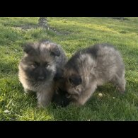 German Shepherd (Alsatian) - Both