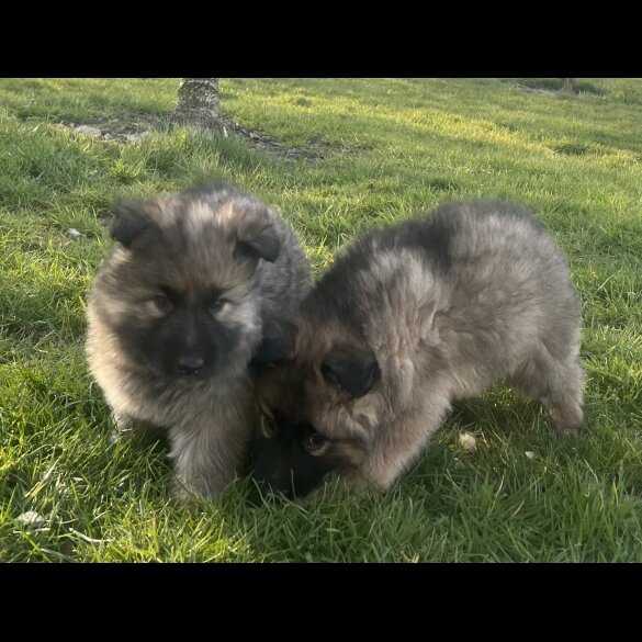 German Shepherd (Alsatian) - Both