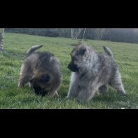German Shepherd (Alsatian) - Both