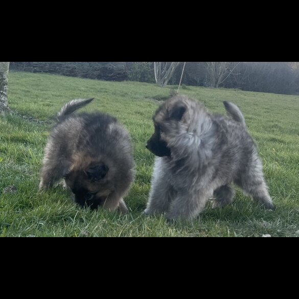 German Shepherd (Alsatian) - Both