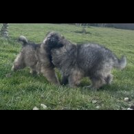 German Shepherd (Alsatian) - Both