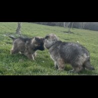 German Shepherd (Alsatian) - Both