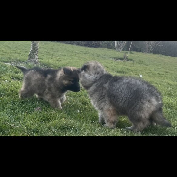 German Shepherd (Alsatian) - Both