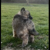 German Shepherd (Alsatian) - Both