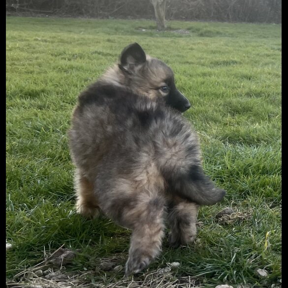 German Shepherd (Alsatian) - Both
