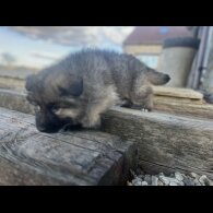 German Shepherd (Alsatian) - Both