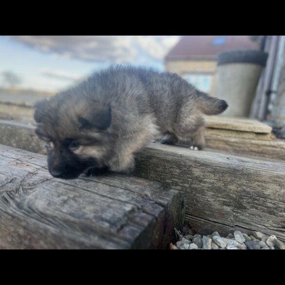 German Shepherd (Alsatian) - Both
