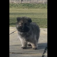 German Shepherd (Alsatian) - Both