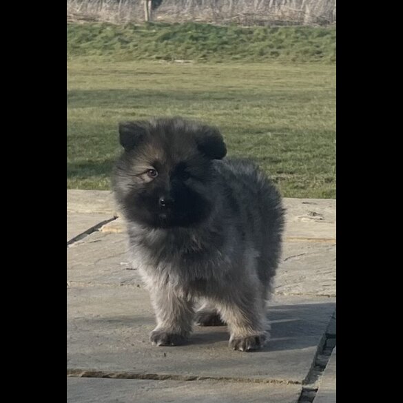 German Shepherd (Alsatian) - Both