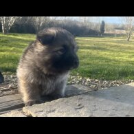 German Shepherd (Alsatian) - Both