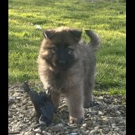 German Shepherd (Alsatian) - Both
