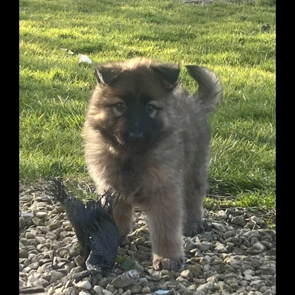German Shepherd (Alsatian) - Both