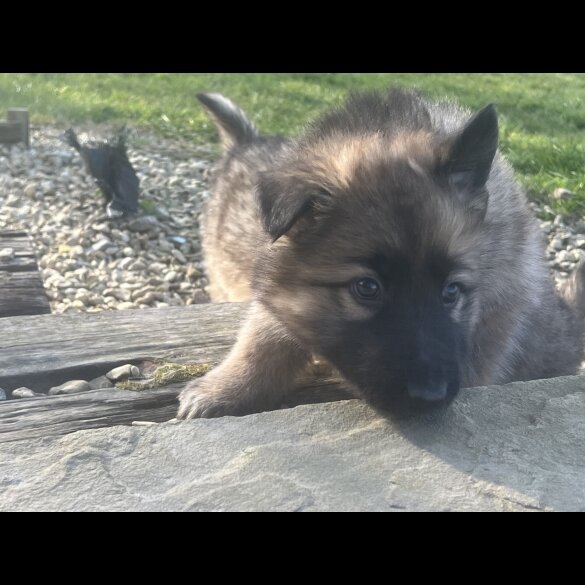 German Shepherd (Alsatian) - Both