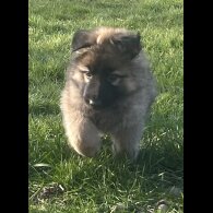 German Shepherd (Alsatian) - Both