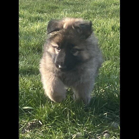 German Shepherd (Alsatian) - Both