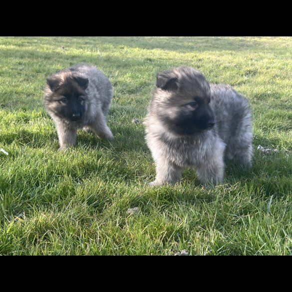 German Shepherd (Alsatian) - Both