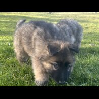German Shepherd (Alsatian) - Both