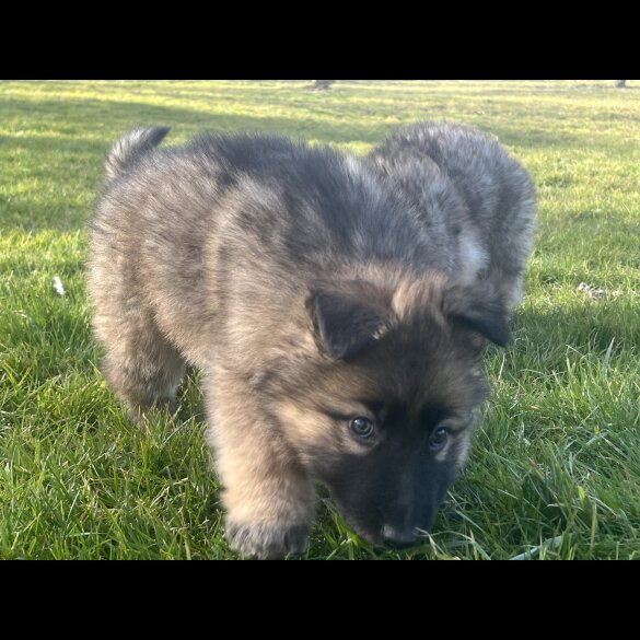 German Shepherd (Alsatian) - Both