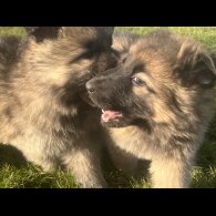 German Shepherd (Alsatian) - Both