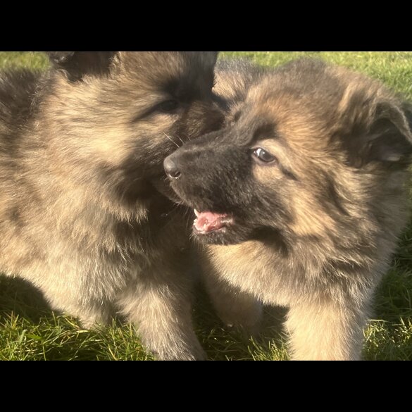 German Shepherd (Alsatian) - Both