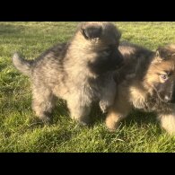 German Shepherd (Alsatian) - Both