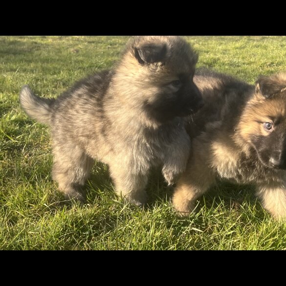 German Shepherd (Alsatian) - Both