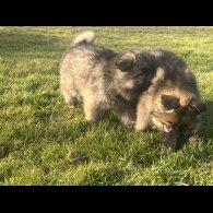 German Shepherd (Alsatian) - Both