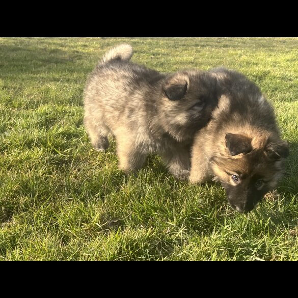 German Shepherd (Alsatian) - Both