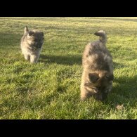 German Shepherd (Alsatian) - Both
