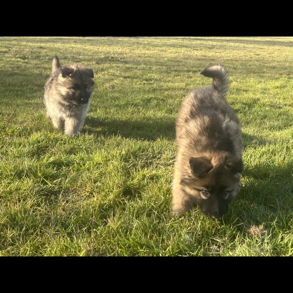 German Shepherd (Alsatian) - Both