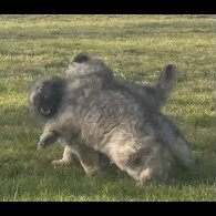 German Shepherd (Alsatian) - Both