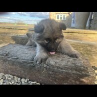 German Shepherd (Alsatian) - Both