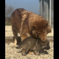 German Shepherd (Alsatian) - Both