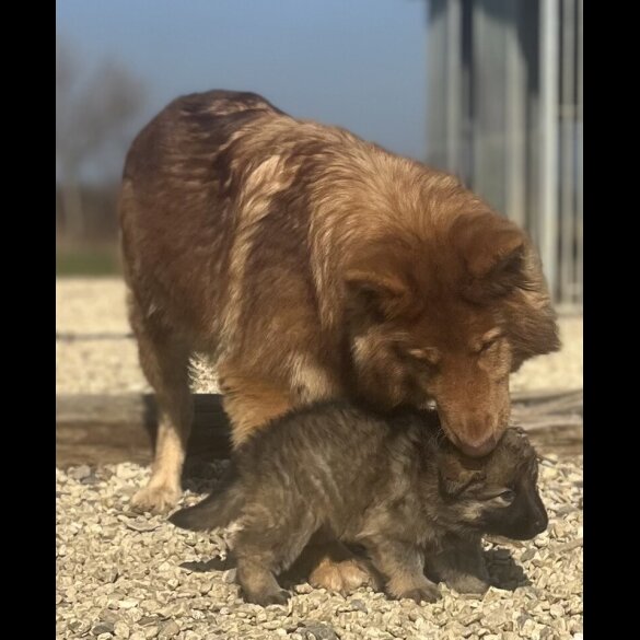 German Shepherd (Alsatian) - Both