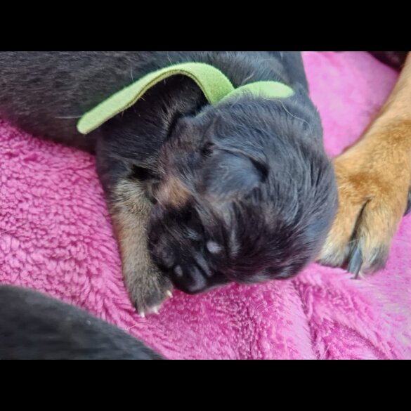 German Shepherd (Alsatian) - Bitches