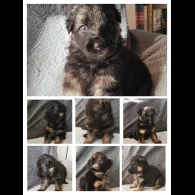 German Shepherd (Alsatian) - Both