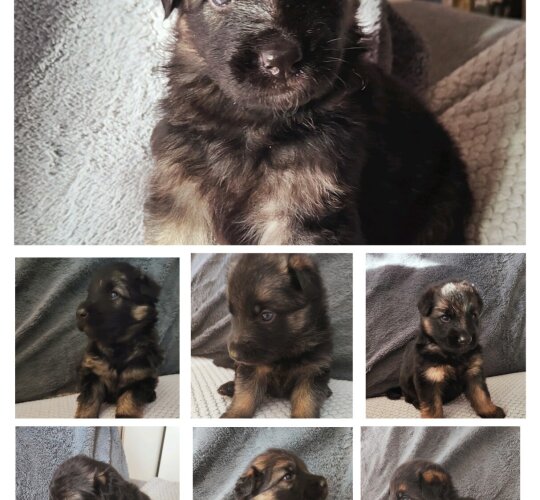 German Shepherd (Alsatian)