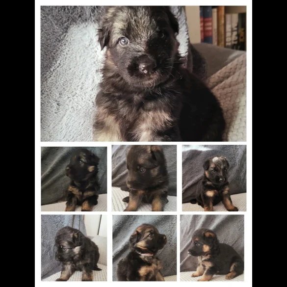 German Shepherd (Alsatian) - Both