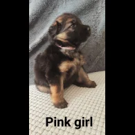 German Shepherd (Alsatian) - Both