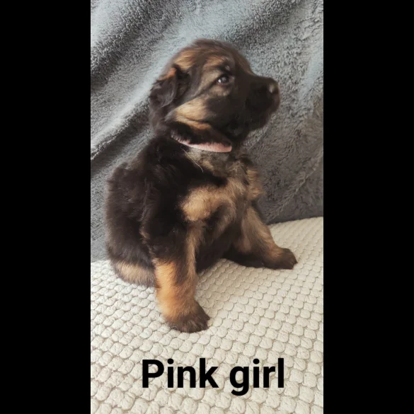 German Shepherd (Alsatian) - Both