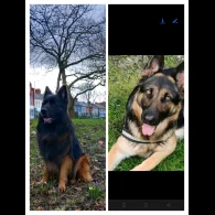 German Shepherd (Alsatian) - Both