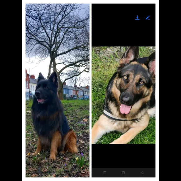 German Shepherd (Alsatian) - Both