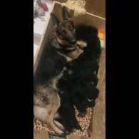 German Shepherd (Alsatian) - Both
