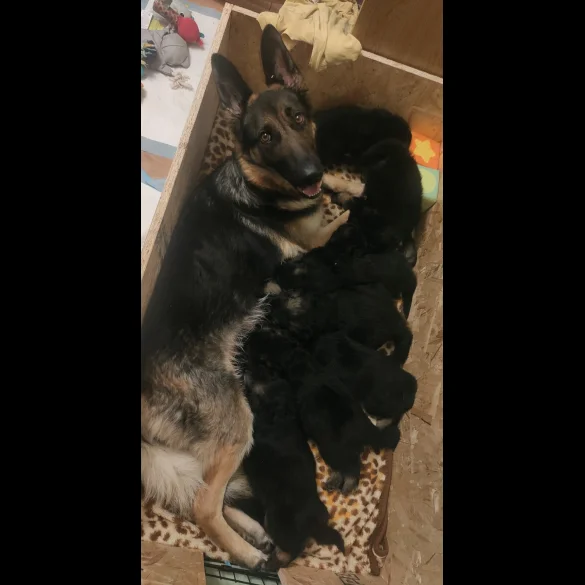 German Shepherd (Alsatian) - Both