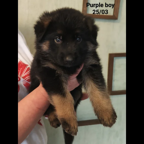 German Shepherd (Alsatian) - Both