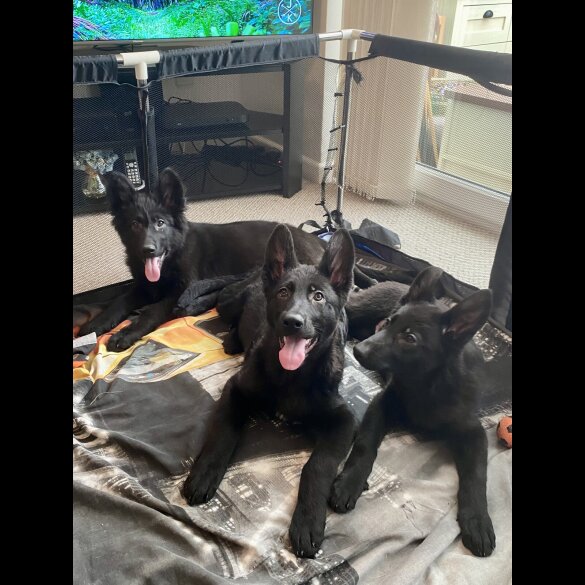 German Shepherd (Alsatian) - Both