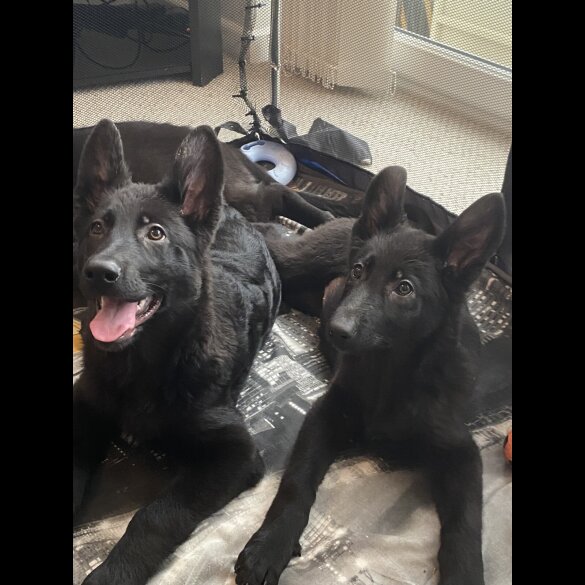 German Shepherd (Alsatian) - Both