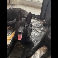 German Shepherd (Alsatian) - Both