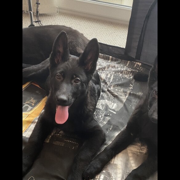 German Shepherd (Alsatian) - Both