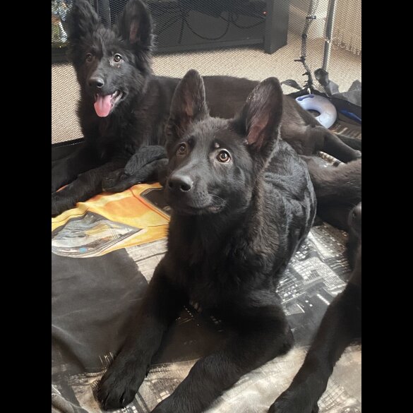 German Shepherd (Alsatian) - Both